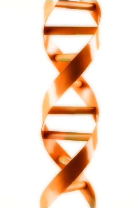 DNA 2